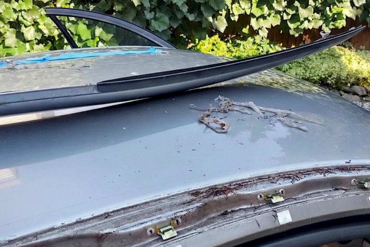 Leak & Molding Repair